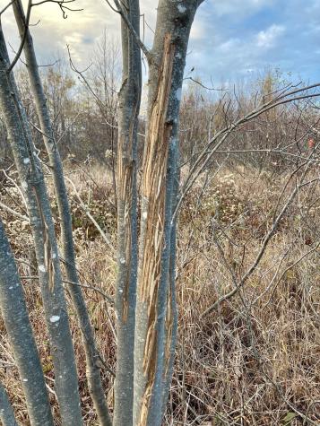 Lot 13-1 W. Mcmann & Meadow Roads Addison ME 04606