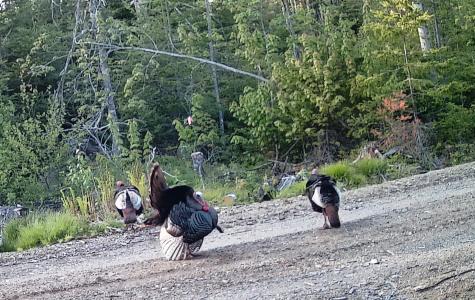 Lot 13-1 W. Mcmann & Meadow Roads Addison ME 04606