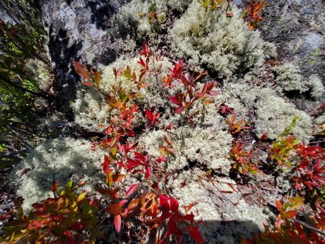 Lot 13-1 W. Mcmann & Meadow Roads Addison ME 04606