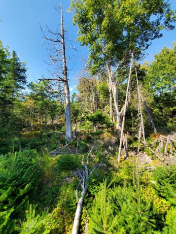 Lot 13-1 W. Mcmann & Meadow Roads Addison ME 04606