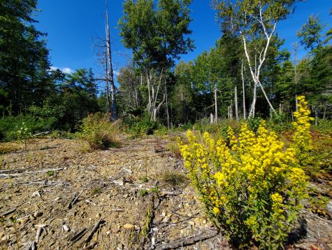 Lot 13-1 W. Mcmann & Meadow Roads Addison ME 04606
