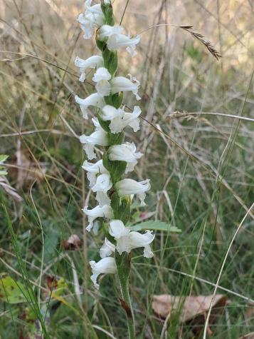 Lot 13-1 W. Mcmann & Meadow Roads Addison ME 04606