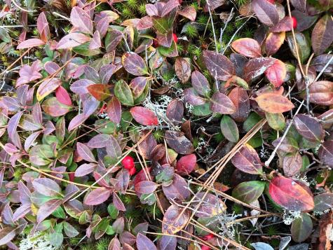 Lot 13-1 W. Mcmann & Meadow Roads Addison ME 04606