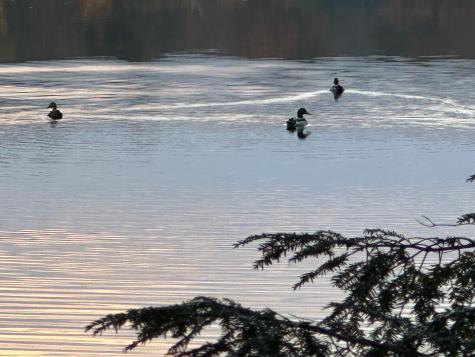 52 Blake Island Oakland ME 04963