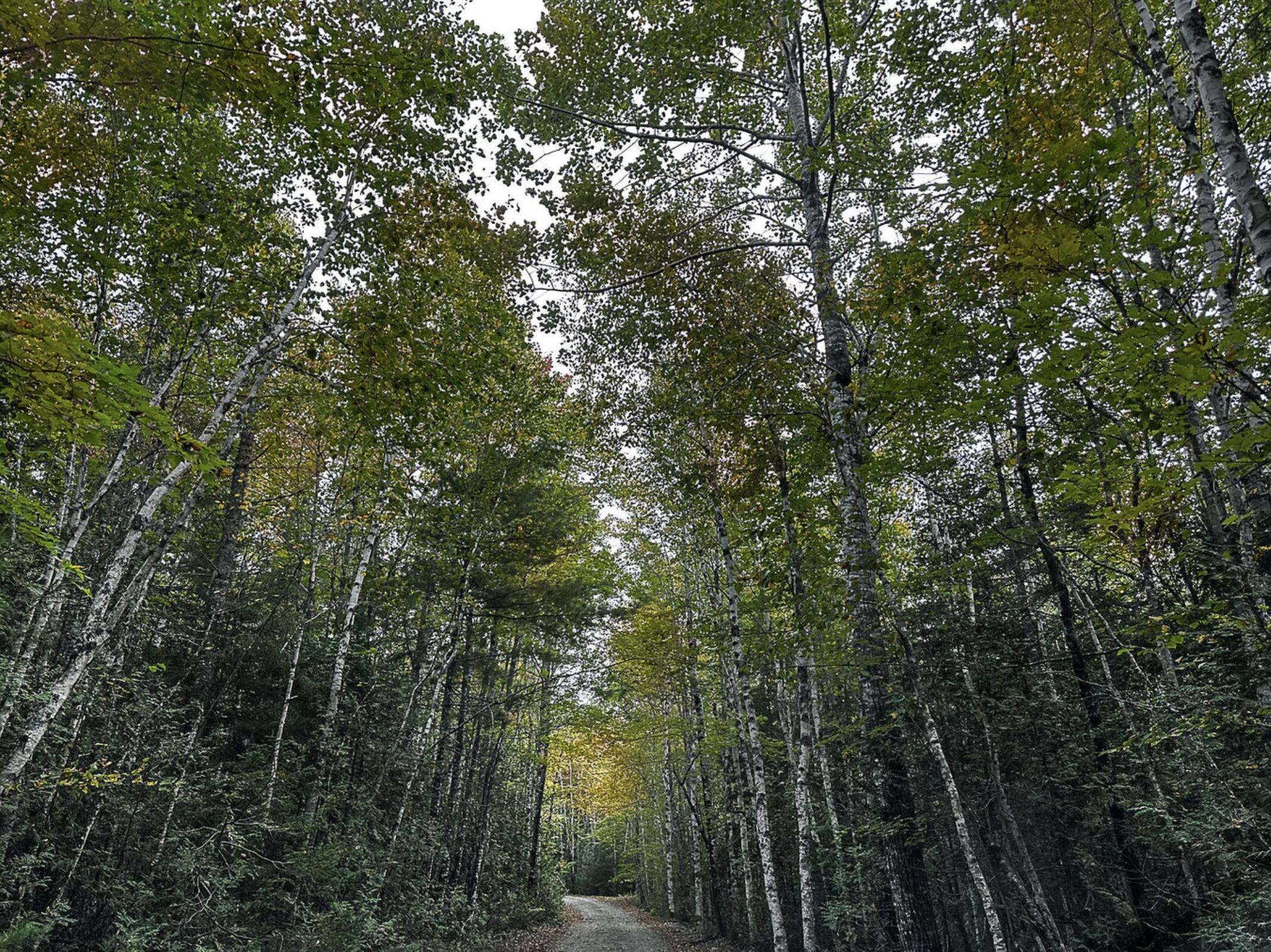 Lot 11-1 Carry Ridge Road Northfield ME 04686