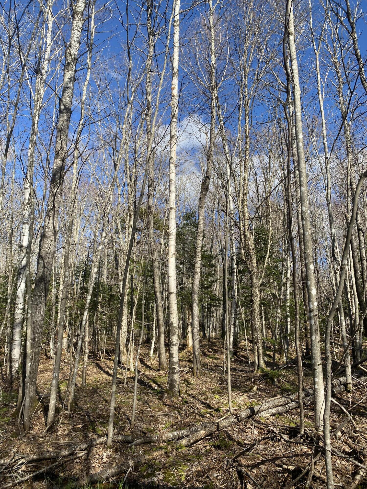 M3 L27 Richard Rd./noyes Timberland Road Rangeley Plt ME 04970