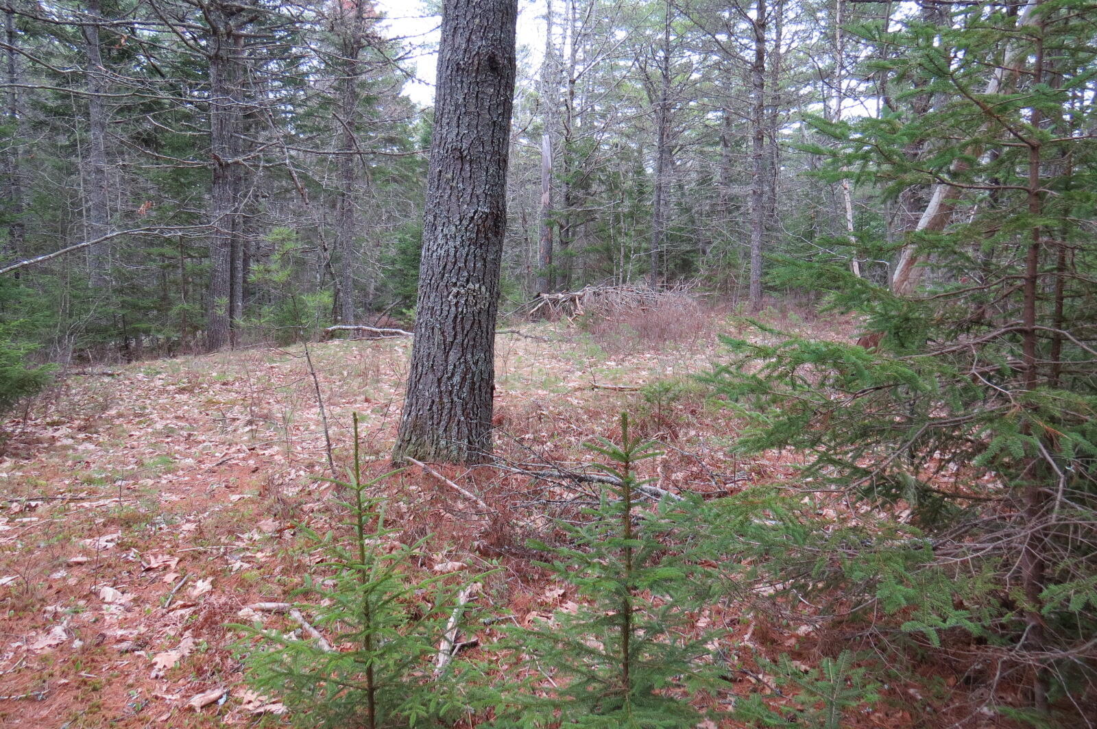 23 Porcupine Road Sullivan ME 04664