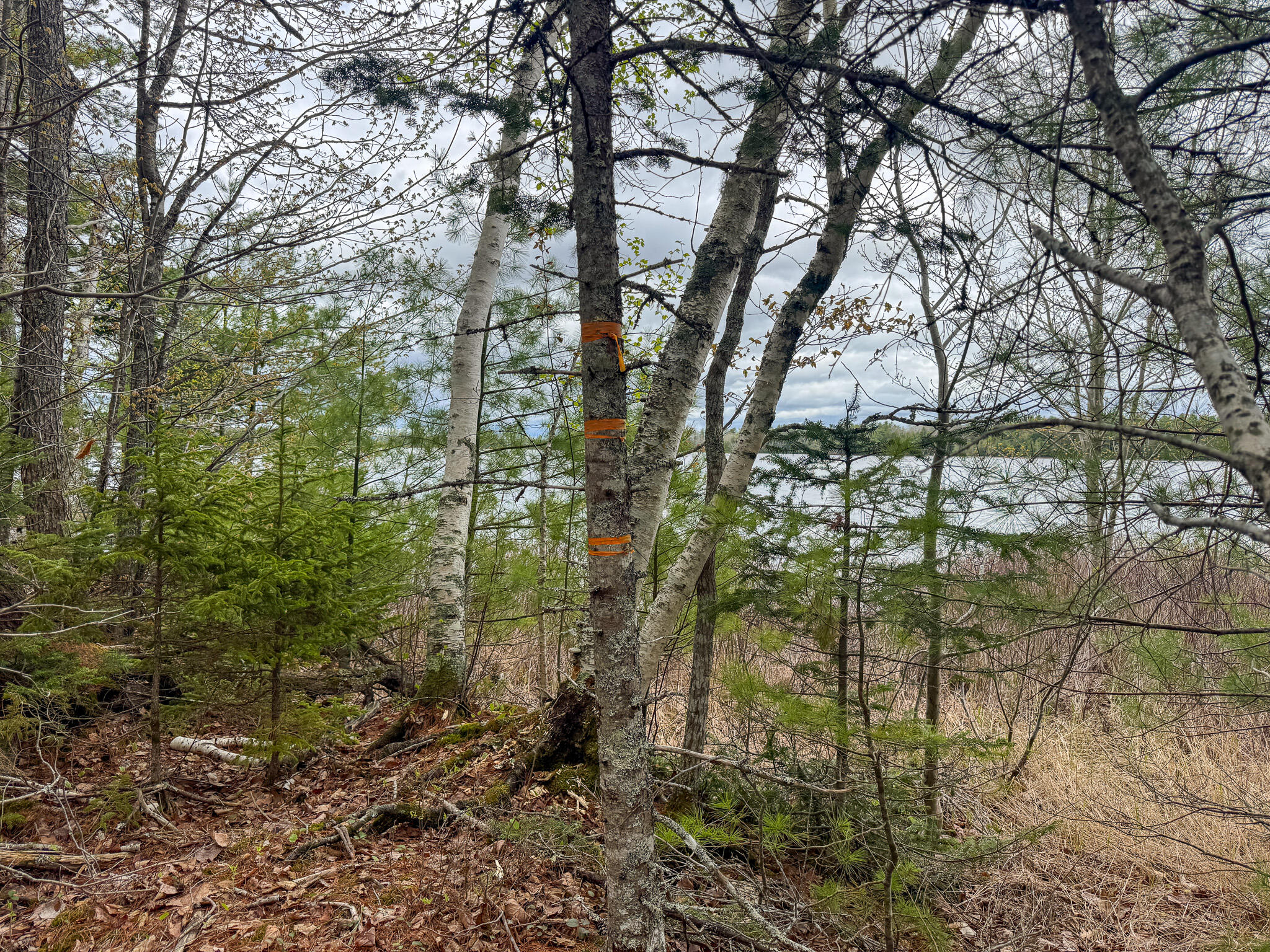 HA4PL3L17 Off Lily Way Fletchers Landing Twp ME 01072