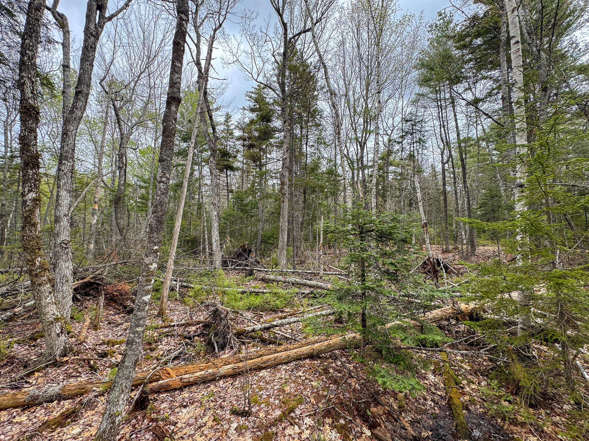 HA4PL3L17 Off Lily Way Fletchers Landing Twp ME 01072