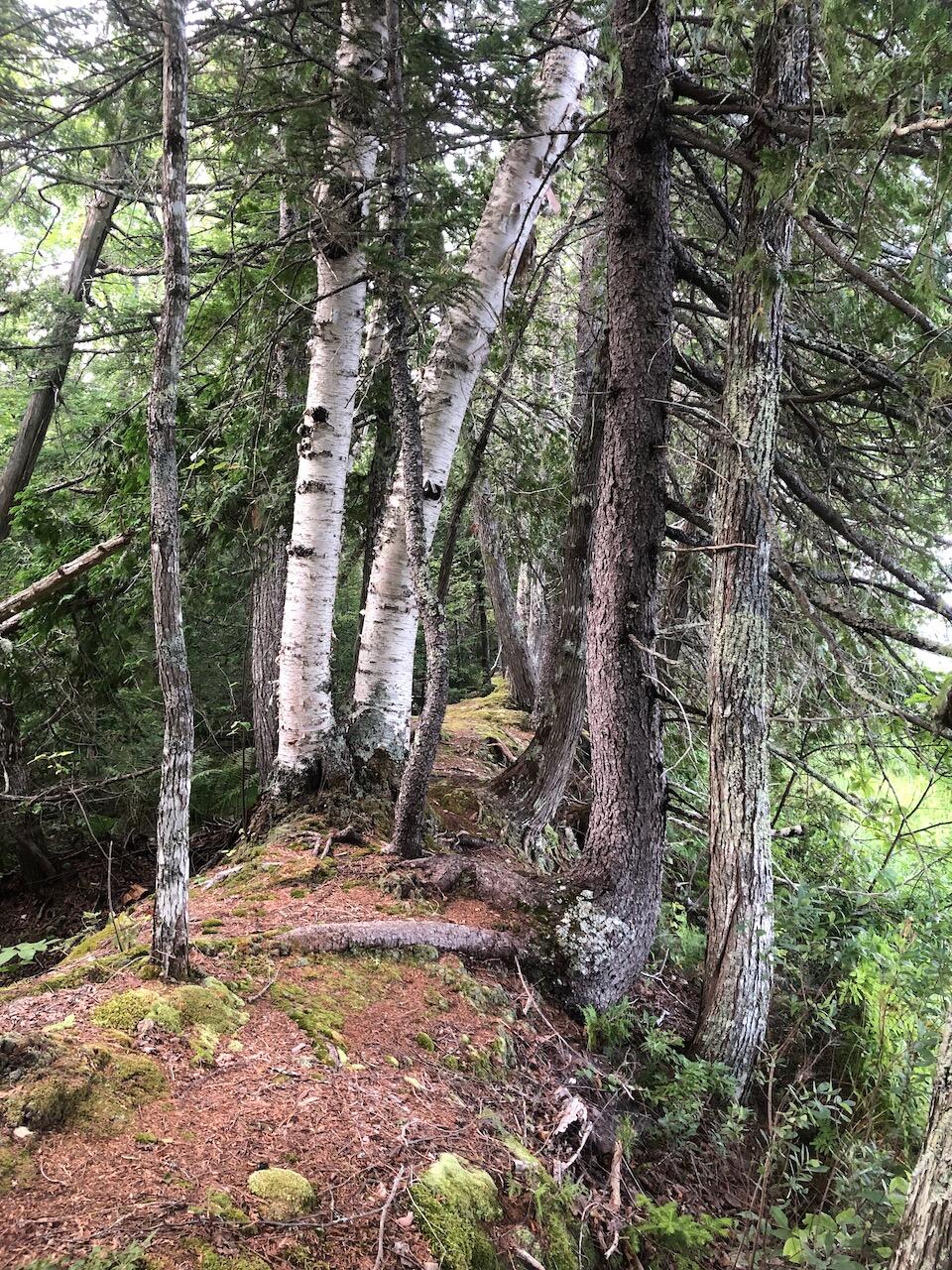 06 Swett Brook Lane Weld ME 04285