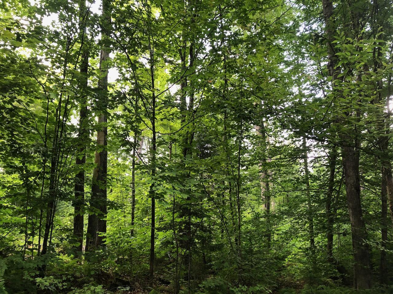 06 Swett Brook Lane Weld ME 04285