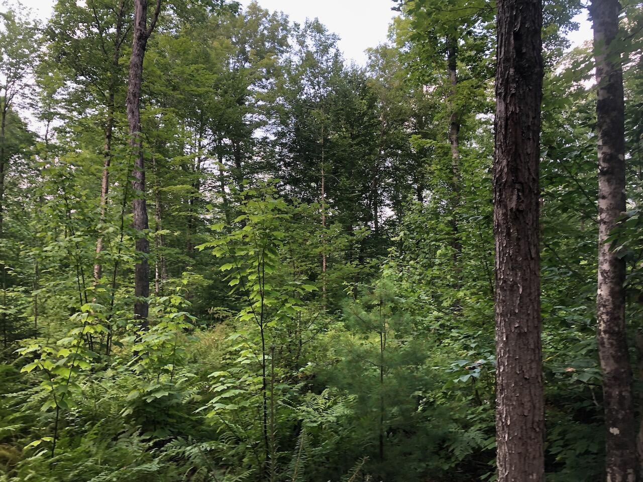 06 Swett Brook Lane Weld ME 04285