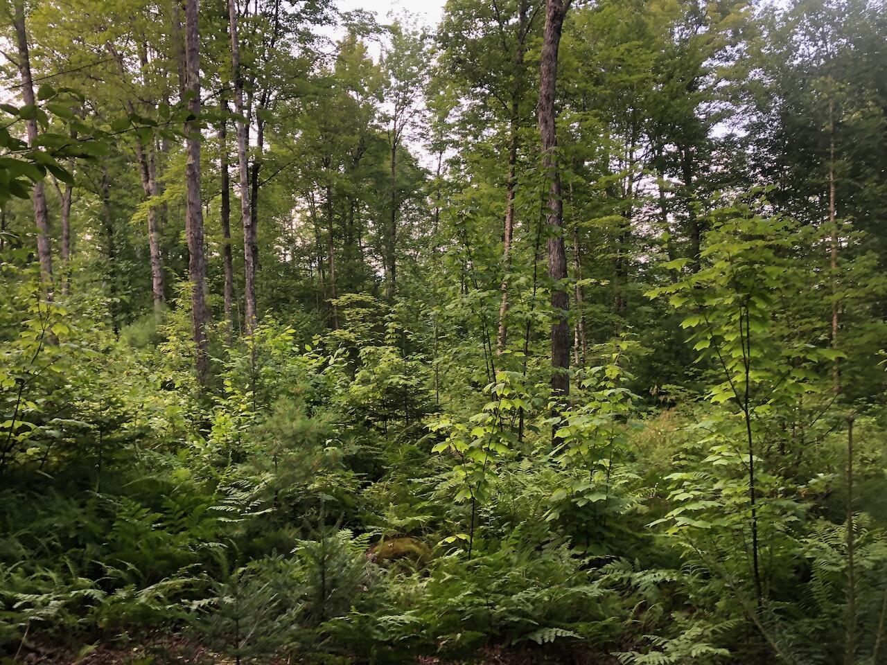 06 Swett Brook Lane Weld ME 04285