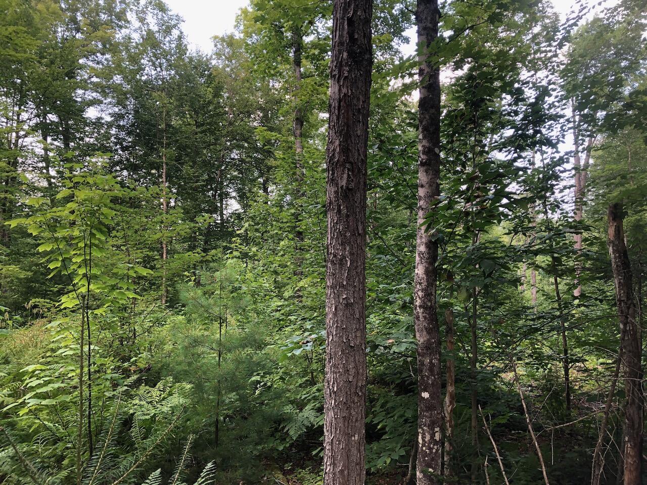 06 Swett Brook Lane Weld ME 04285