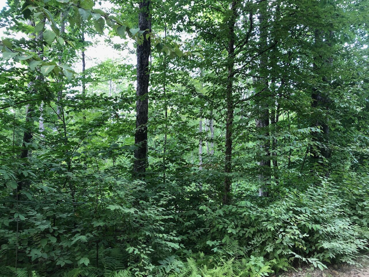 06 Swett Brook Lane Weld ME 04285