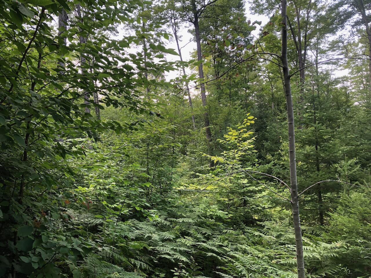 06 Swett Brook Lane Weld ME 04285