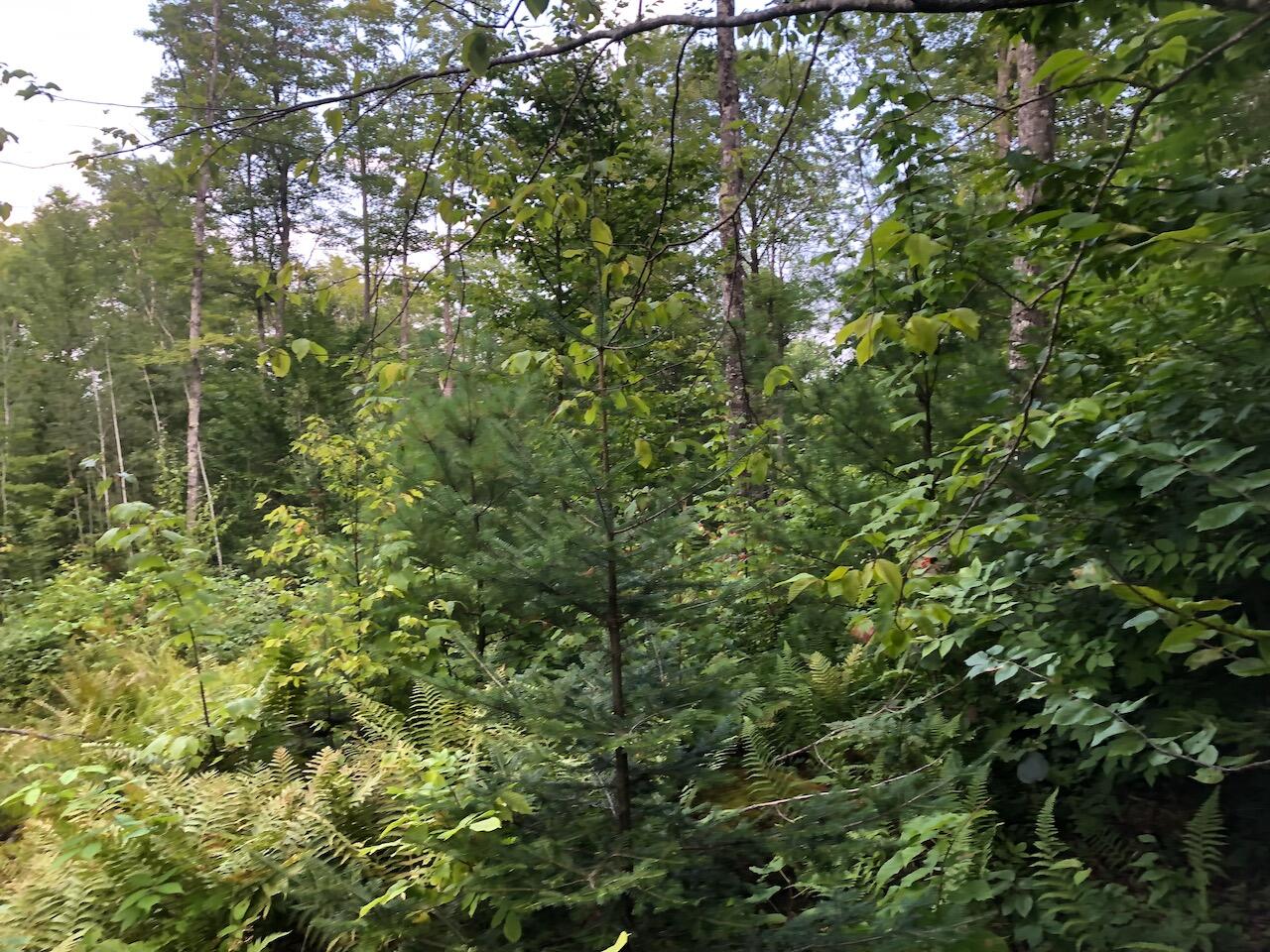 06 Swett Brook Lane Weld ME 04285