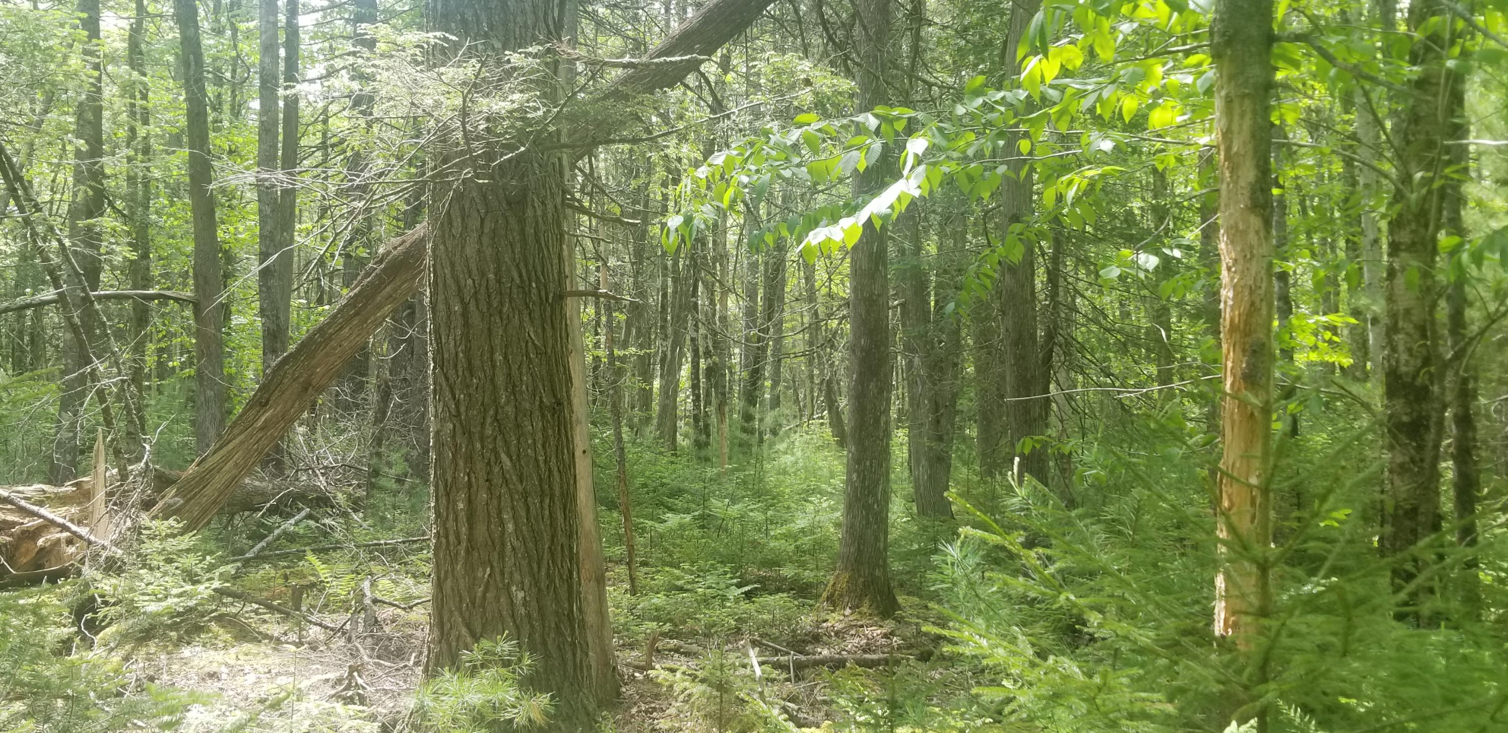 M13, L36, Harland Cunningham Road Penobscot ME 04476