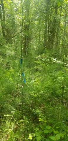 M13, L36, Harland Cunningham Road Penobscot ME 04476