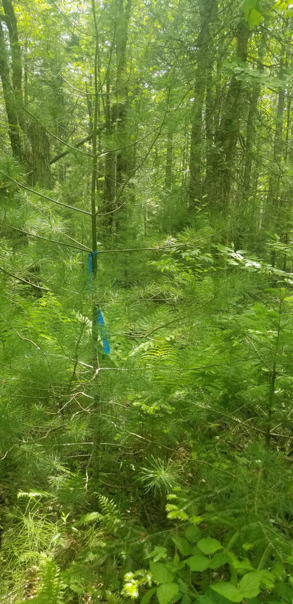 M13, L36, Harland Cunningham Road Penobscot ME 04476