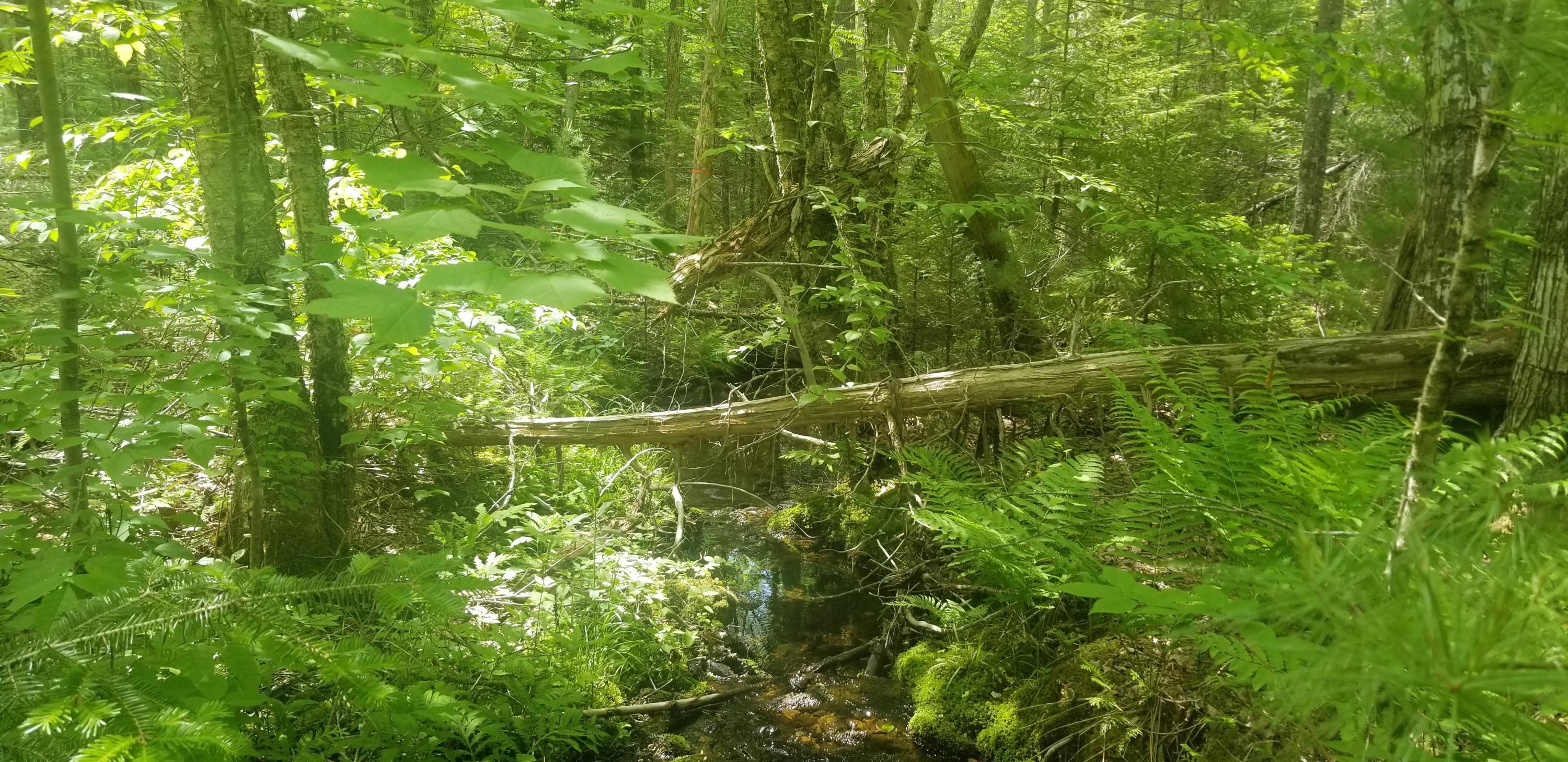 M13, L36, Harland Cunningham Road Penobscot ME 04476