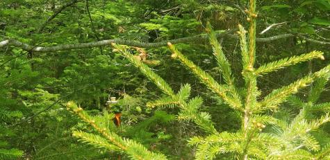 M13, L36, Harland Cunningham Road Penobscot ME 04476