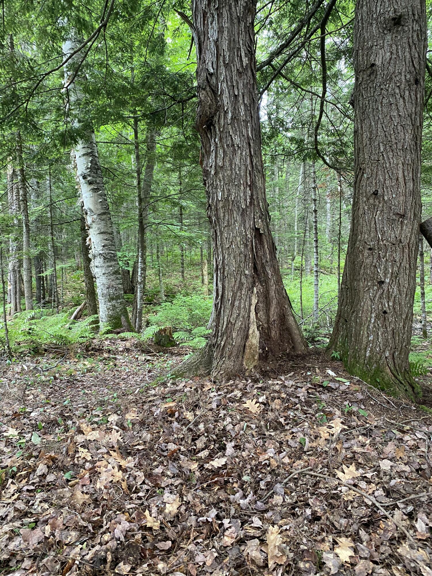 Tbd Spruce Drive Anson ME 04911