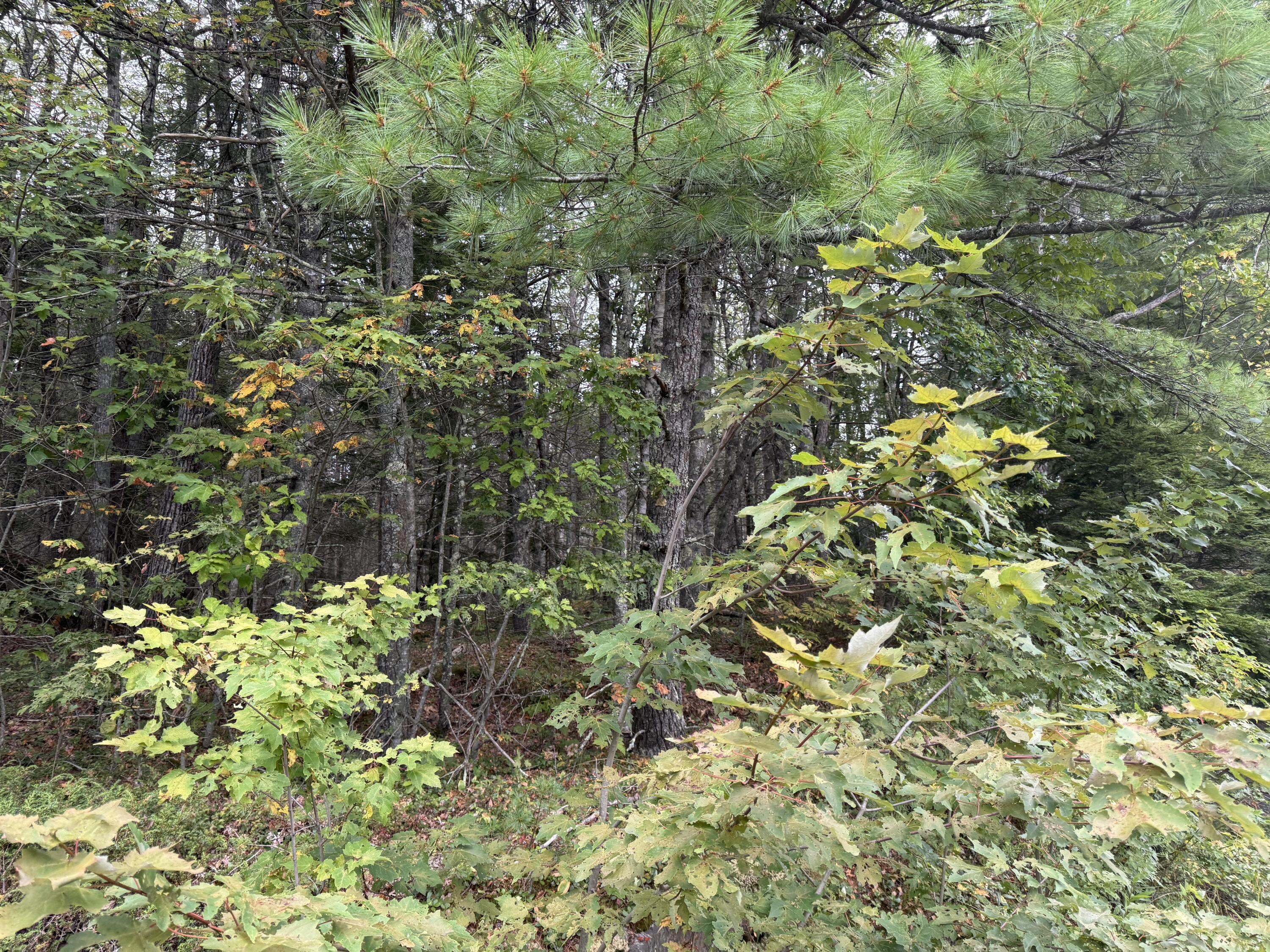 04-06 Main Road Phippsburg ME 04562