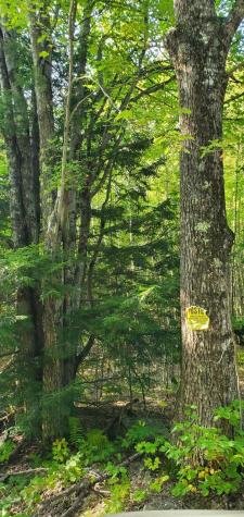 Lot 005 Egypt Pond & Sanborn Hill Roads Chesterville ME 04938