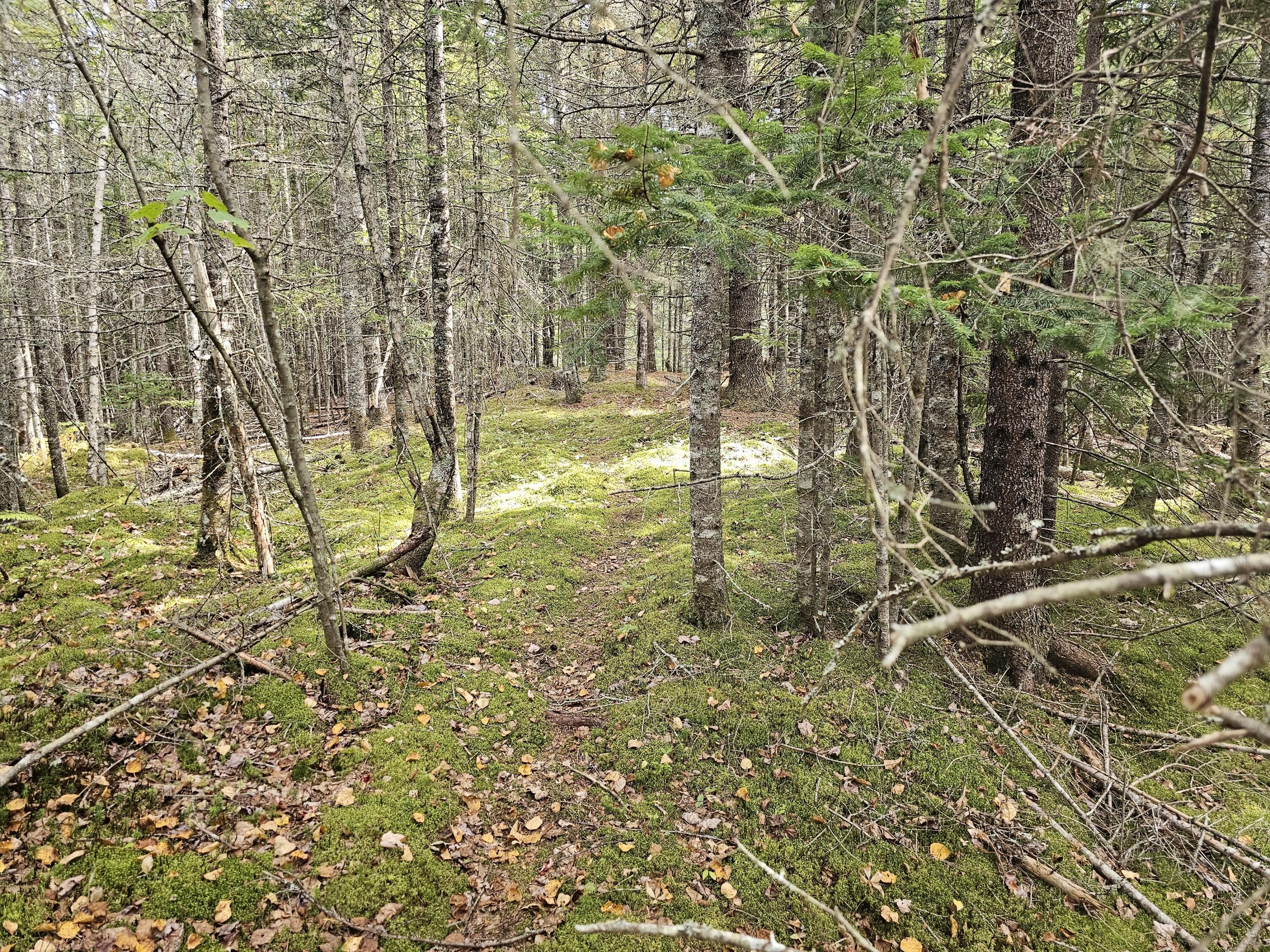 Lot 49 Meeting House Road Columbia ME 04623