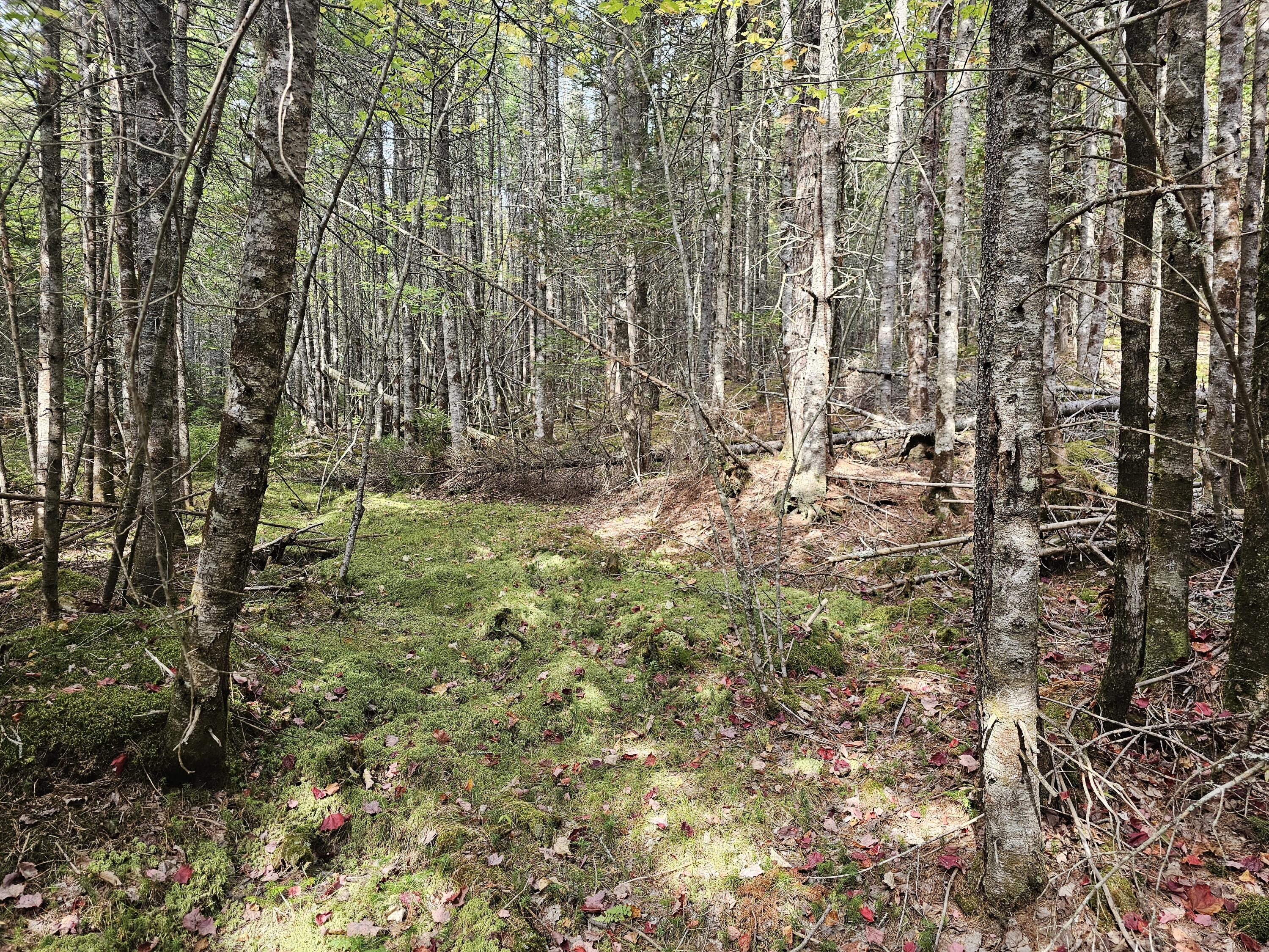 Lot 49 Meeting House Road Columbia ME 04623