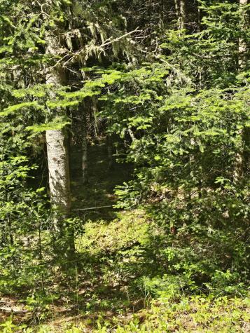 Lot 49 Meeting House Road Columbia ME 04623