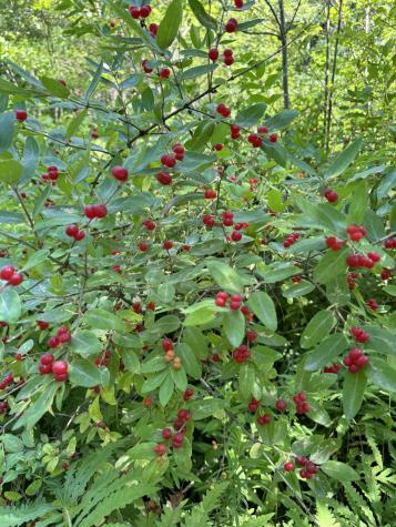 356 High Street Bath ME 04530