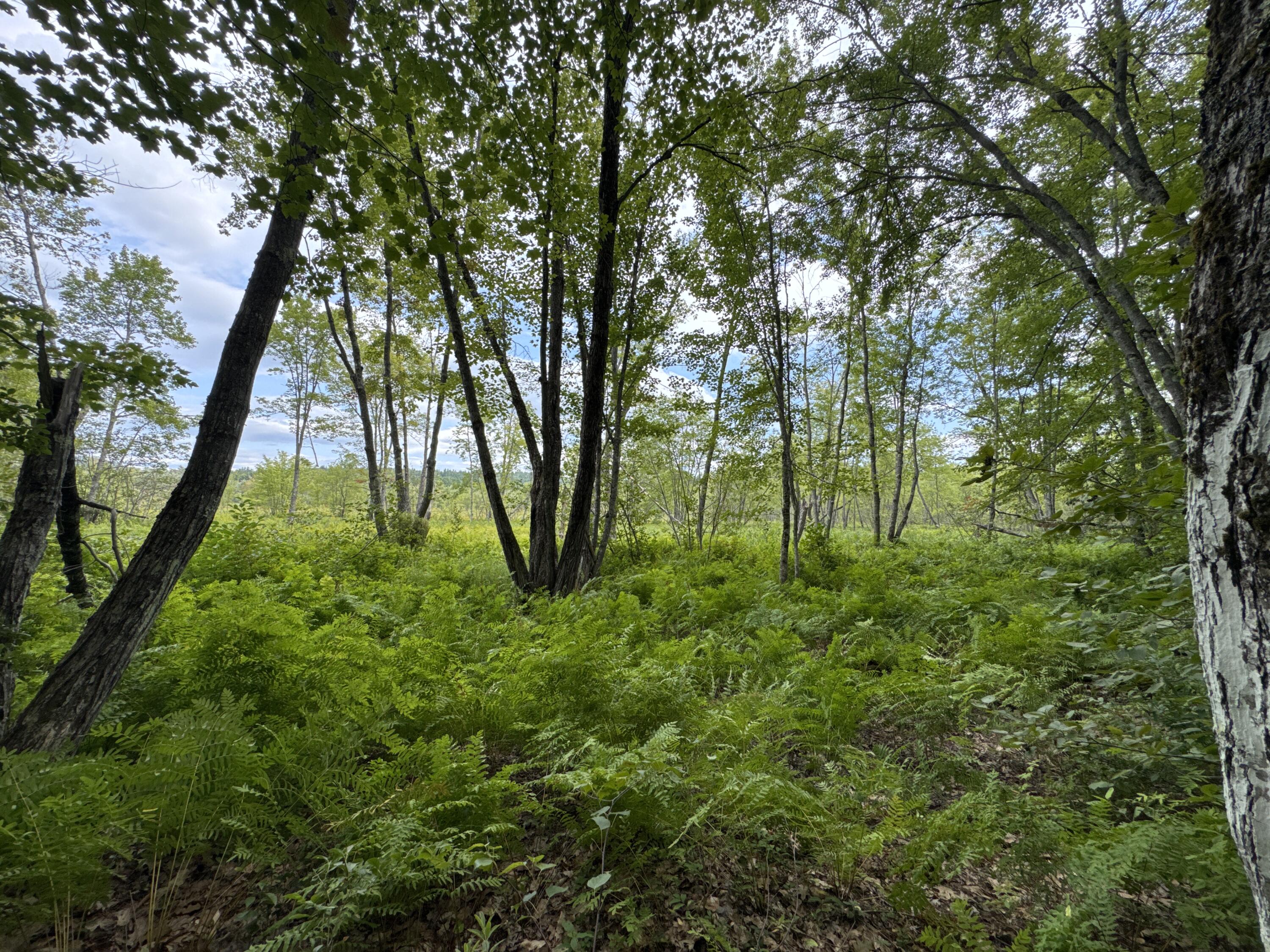 MAP20LOT19 Carter Hill Road Fryeburg ME 04037