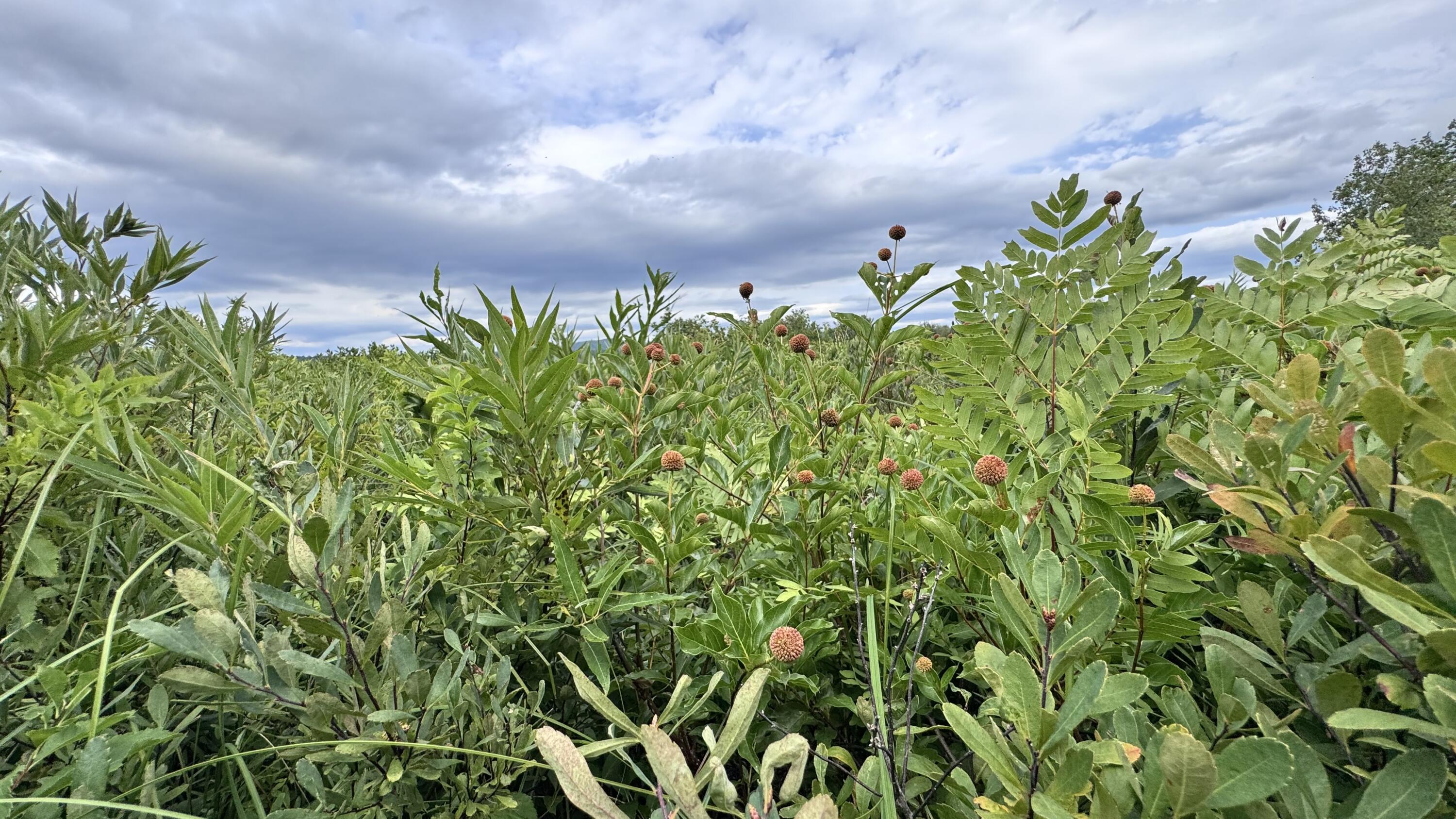 MAP20LOT19 Carter Hill Road Fryeburg ME 04037