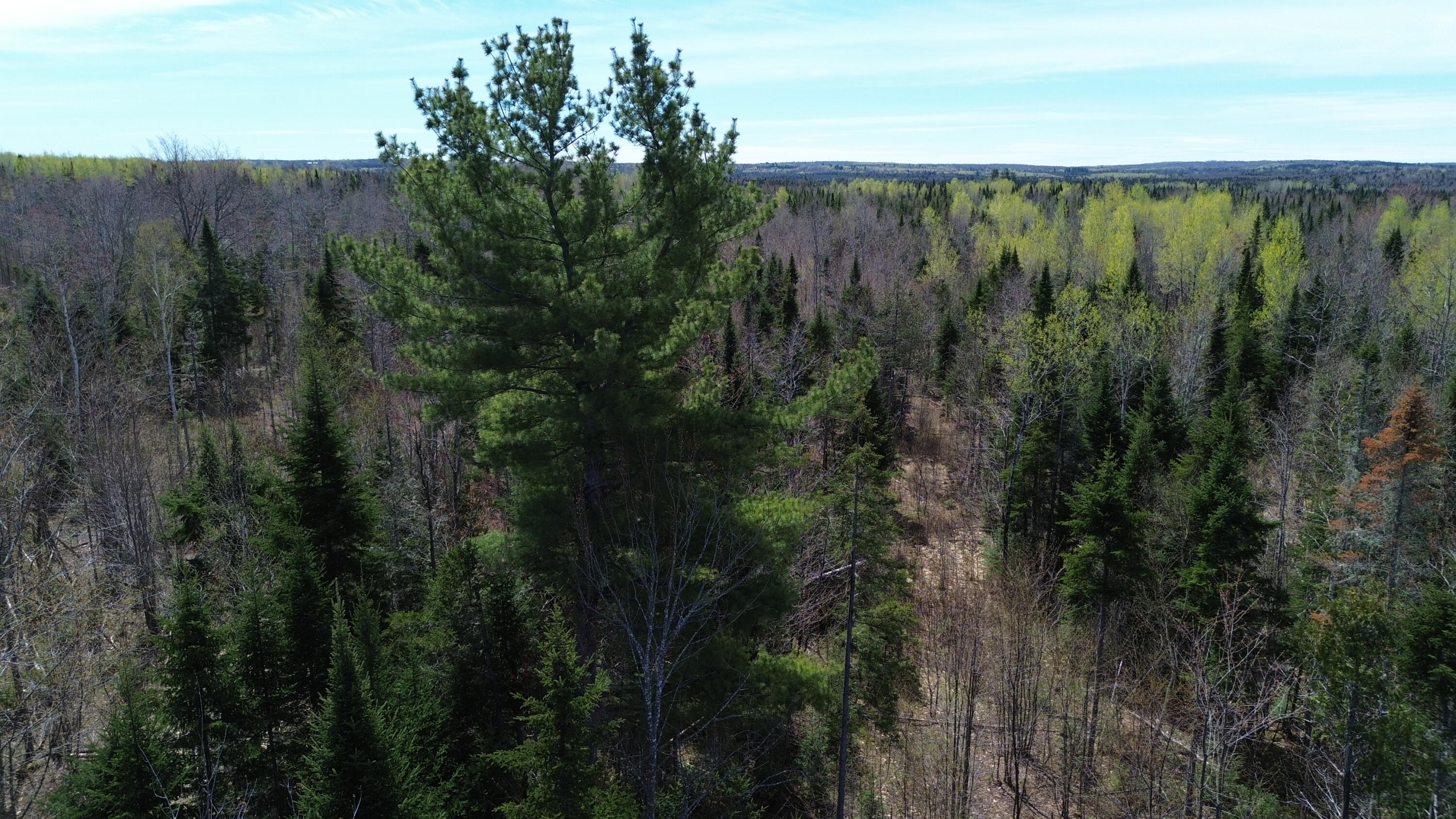 Lot 7 Wilcox Road Cary Plt ME 04471
