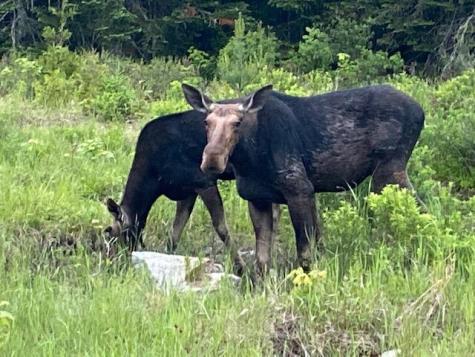 Lot 59 Left Branch Of Summit Road Sandy River Plt ME 04970