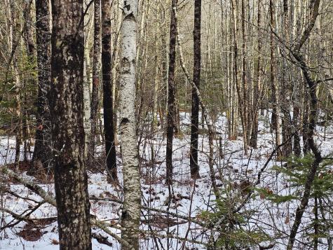 M2, L4 Off Sacarap Road Columbia ME 04623