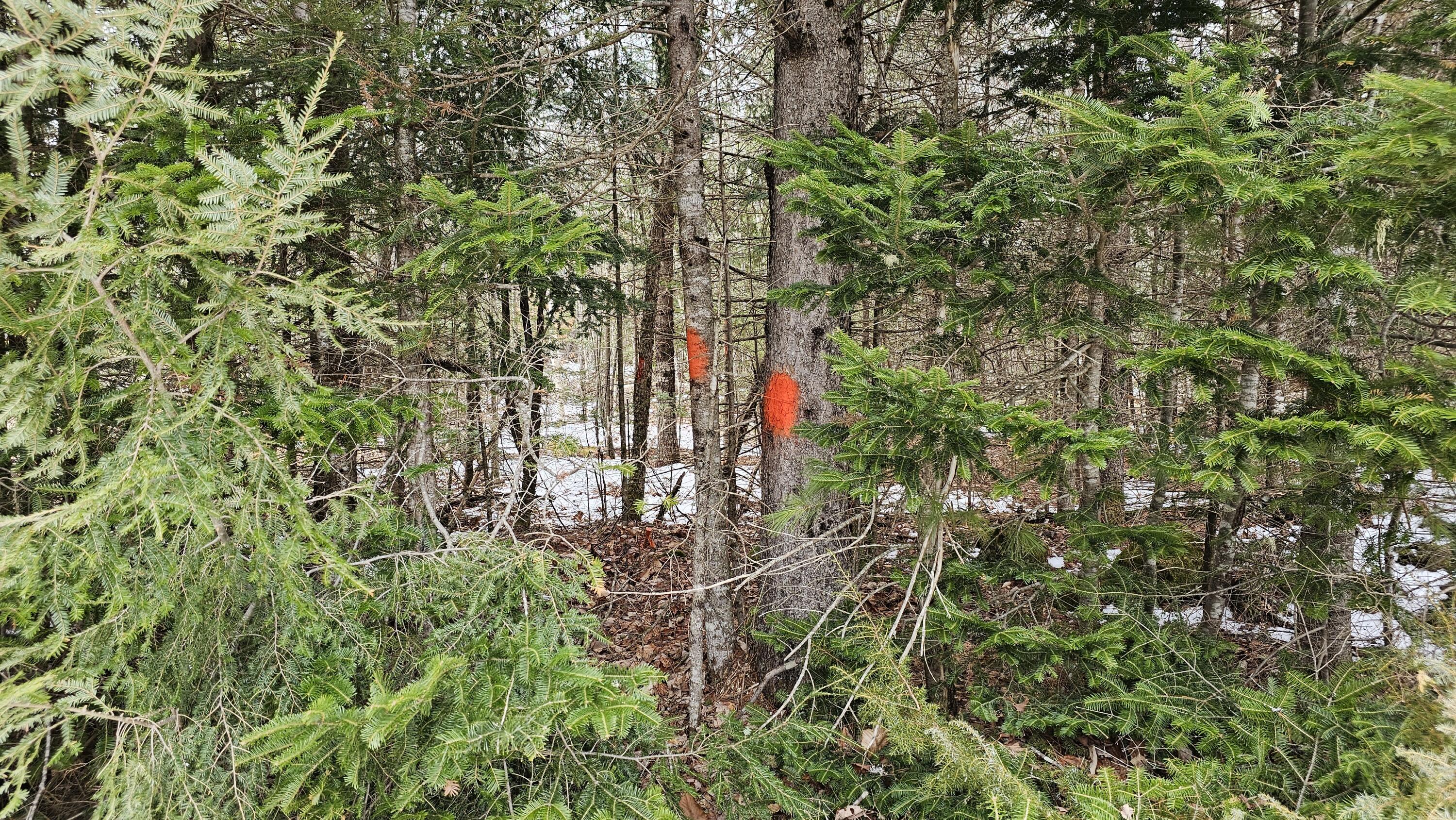 Lot #92 Smith Road Amherst ME 04605