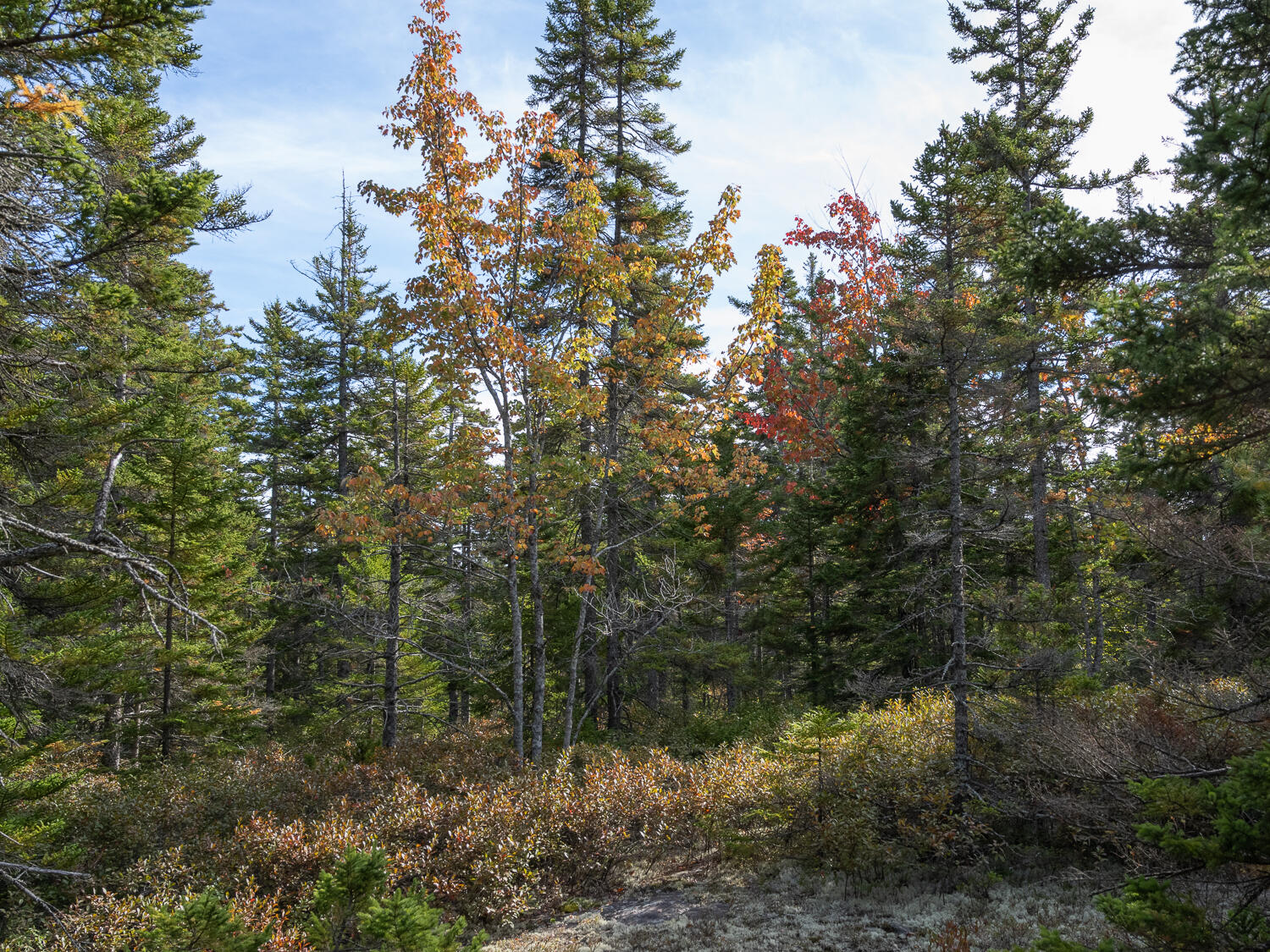 000 Seawall Map/lot 17/11-02 Road Southwest Harbor ME 04679