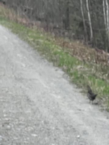 019 Upper Bear Lane Rumford ME 04276