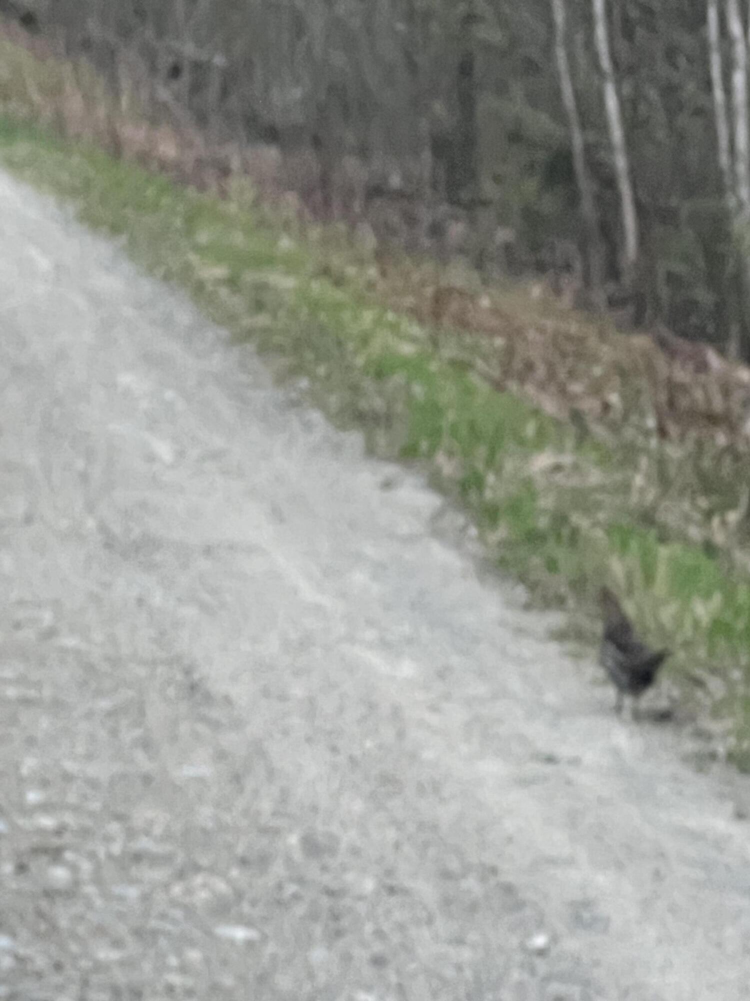 019 Upper Bear Lane Rumford ME 04276