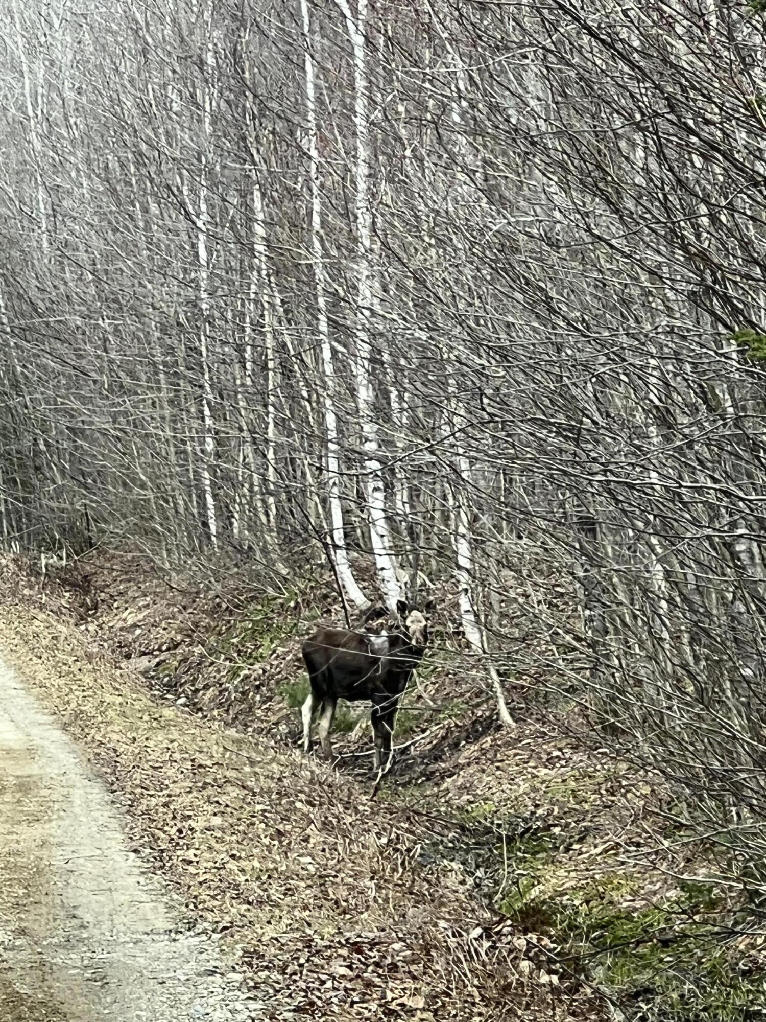 019 Upper Bear Lane Rumford ME 04276