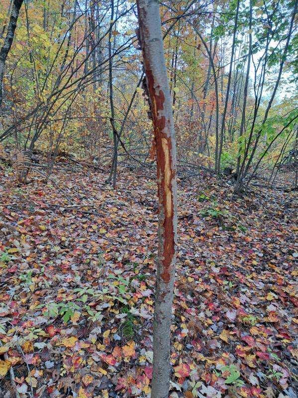 019 Upper Bear Lane Rumford ME 04276