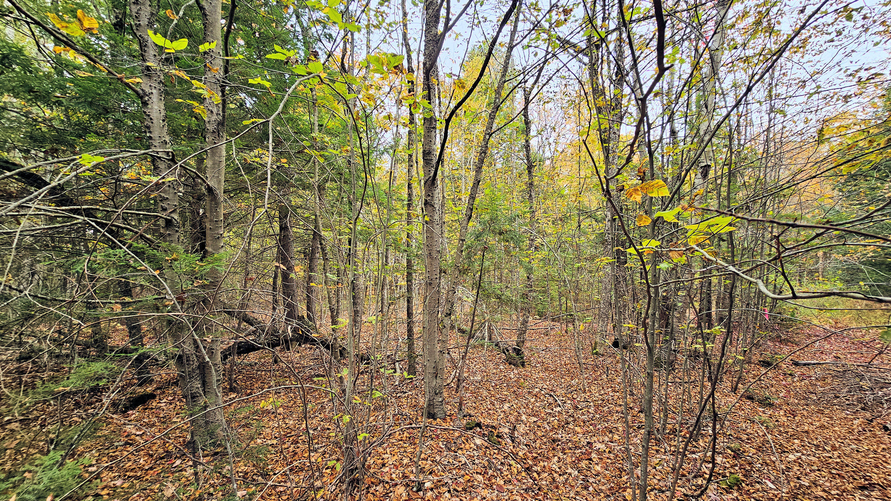 009-007 Lilly Drive Newport ME 04953