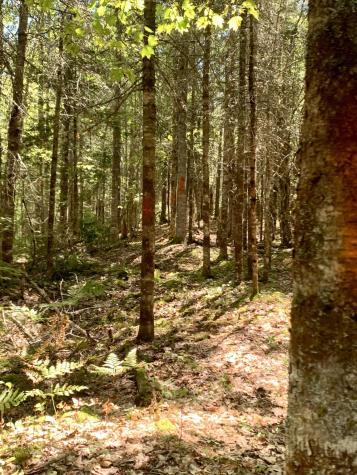 X Bechard Lane Perry ME 04667