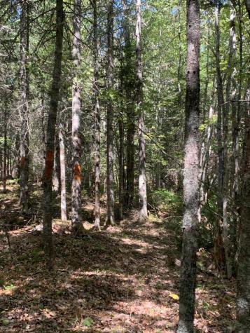 X Bechard Lane Perry ME 04667