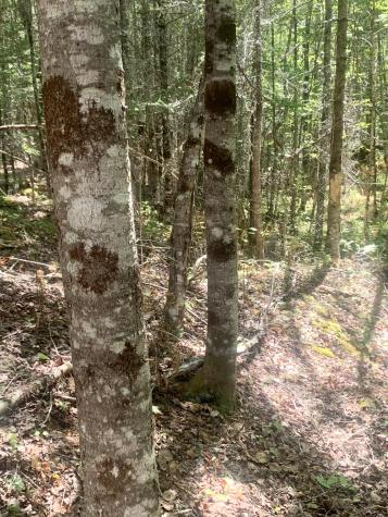 X Bechard Lane Perry ME 04667