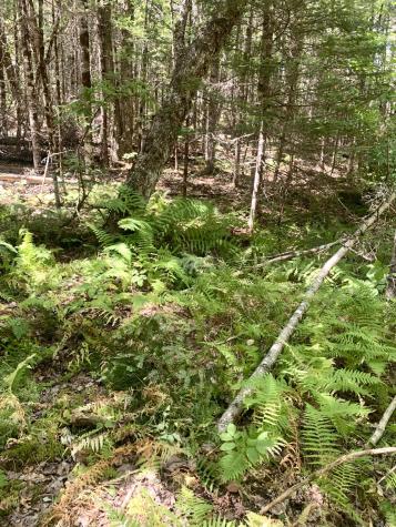 X Bechard Lane Perry ME 04667