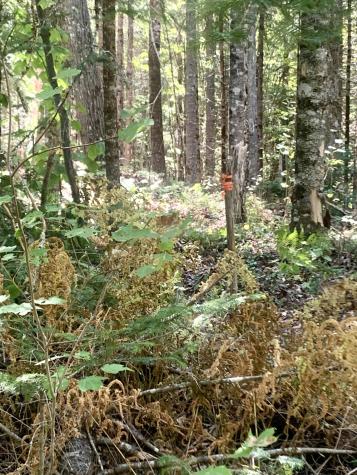 X Bechard Lane Perry ME 04667